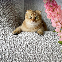 Чехол на одноместную диванную подушку "Felicita" жемчуг